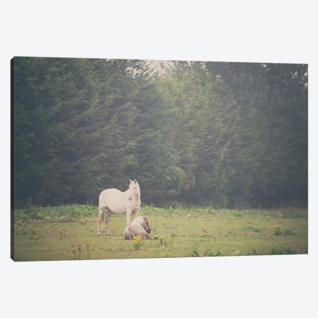 Two Horses In A Field Canvas Print #LEV199} by Laura Evans Art Print