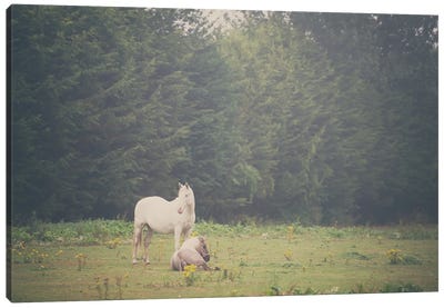 Two Horses In A Field Canvas Art Print - Laura Evans