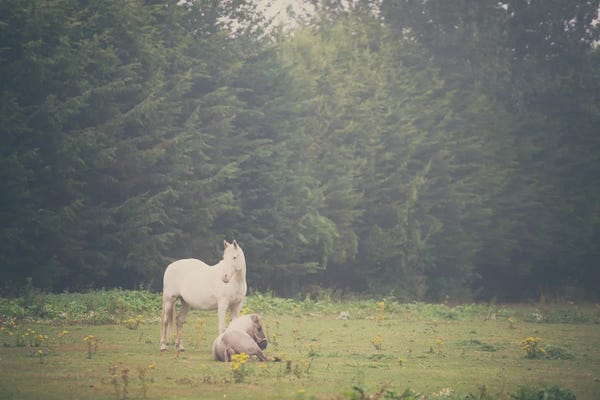 Modern Farmhouse Décor: Two Horses In A Field by Laura Evans