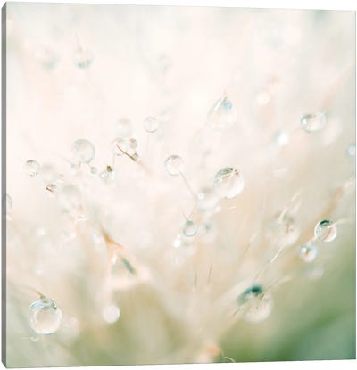Winter Reflected In The Morning Dew Canvas Art Print - Grass Art