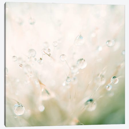 Winter Reflected In The Morning Dew Canvas Print #LEV211} by Laura Evans Canvas Wall Art