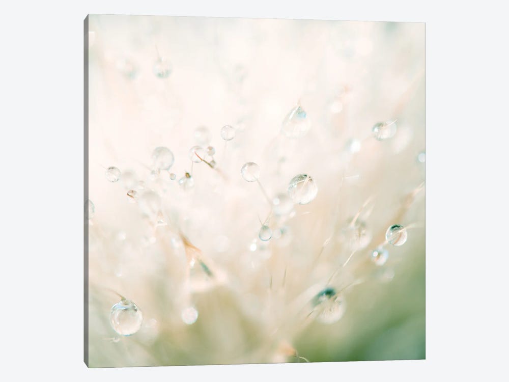 Winter Reflected In The Morning Dew by Laura Evans 1-piece Canvas Print