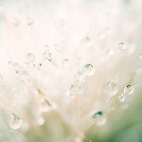 Grasses: Winter Reflected In The Morning Dew by Laura Evans