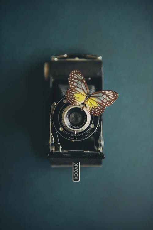 A Vintage Camera And A Butterfly