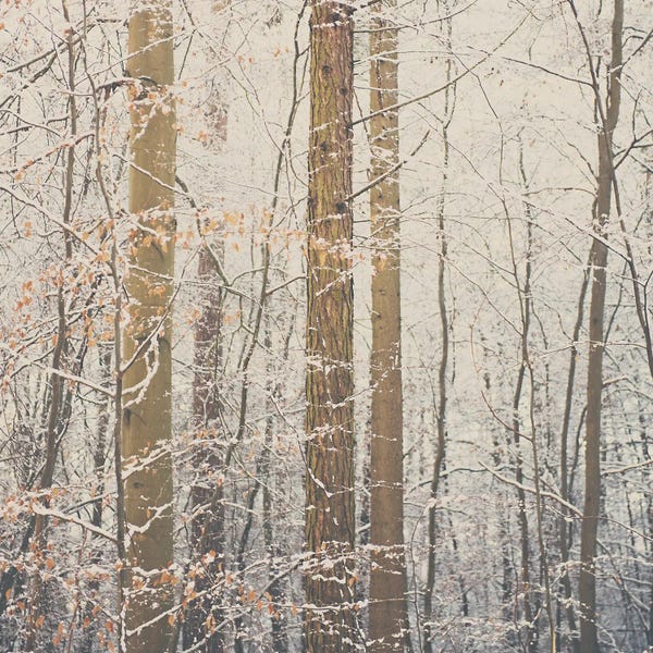 Snow: After The Snow by Laura Evans