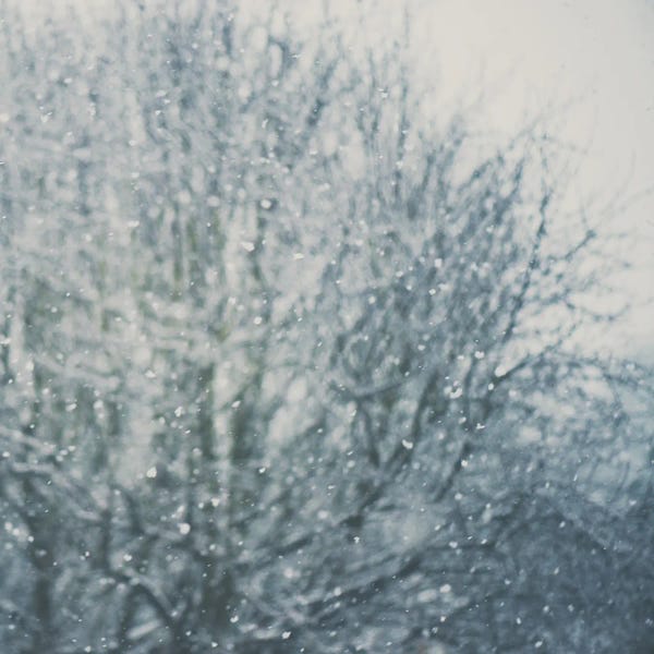 Snow: An Abstract Photo Of A Tree And Falling Snow by Laura Evans