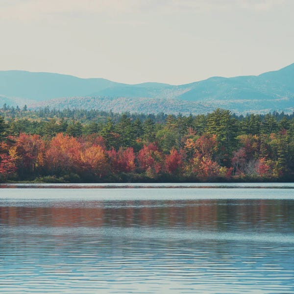 New Hampshire: Autumn Leaf Reflections In Lake Chocorua by Laura Evans