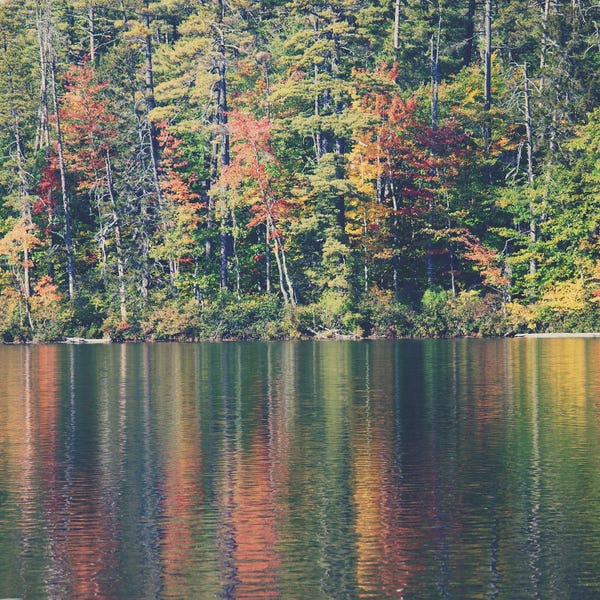 Inspirational Office: Autumn Leaves Reflected In Lake Chocorua New Hampshire by Laura Evans