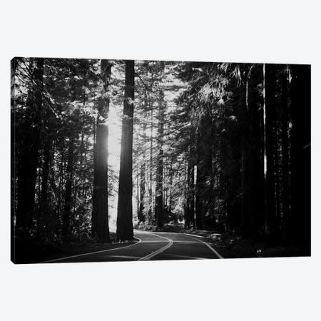 Avenue Of The Giants Canvas Print #LEV40} by Laura Evans Canvas Artwork