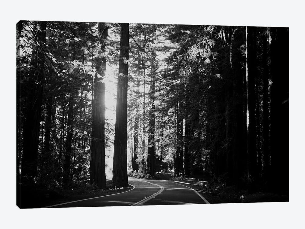 Avenue Of The Giants by Laura Evans 1-piece Canvas Print