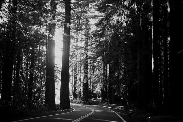 Redwood Trees: Avenue Of The Giants by Laura Evans