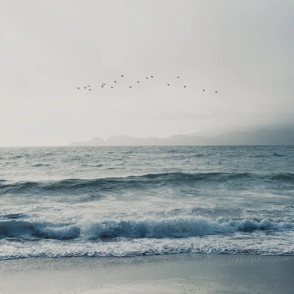 California: Birds Flying Over The Pacific Ocean by Laura Evans