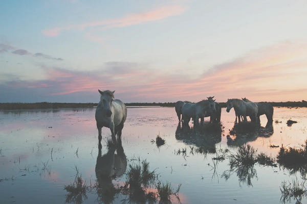 Travel Journal: Camargue Horses IV by Laura Evans