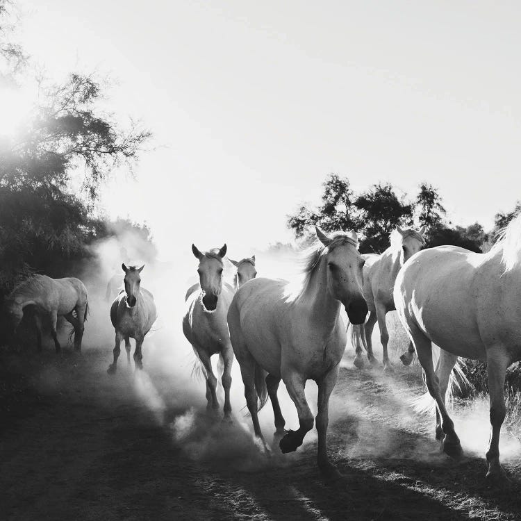 Camargue Horses VX