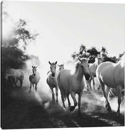 Camargue Horses VX Canvas Art Print - Laura Evans