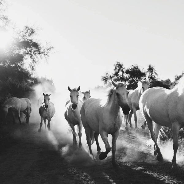Occitania: Camargue Horses VX by Laura Evans
