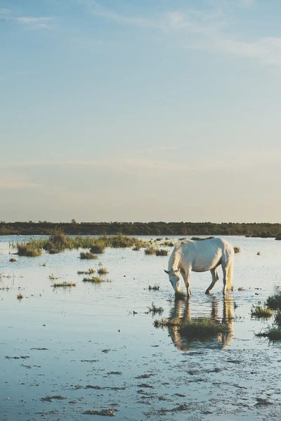 Vintage Styled Photography: Camargue Horses XXI by Laura Evans