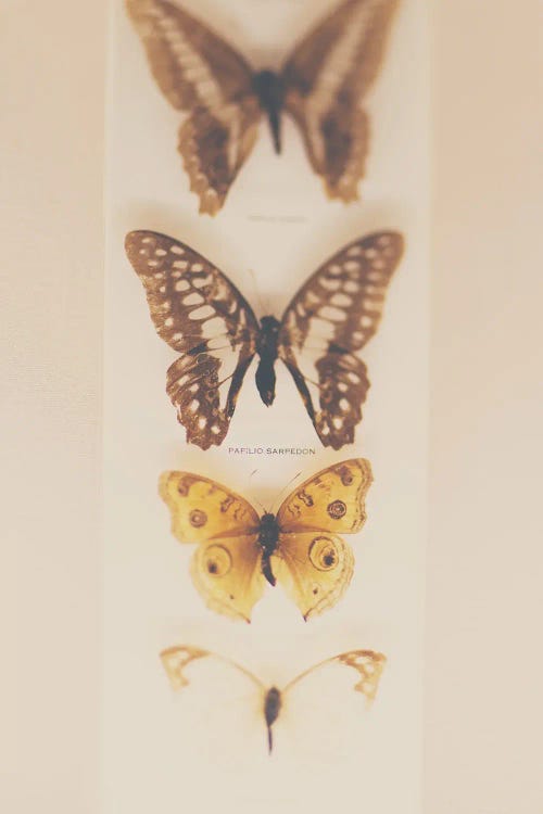 Change From Caterpillers To Butterflies