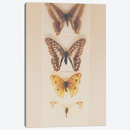 Change From Caterpillers To Butterflies Canvas Print #LEV61} by Laura Evans Canvas Wall Art