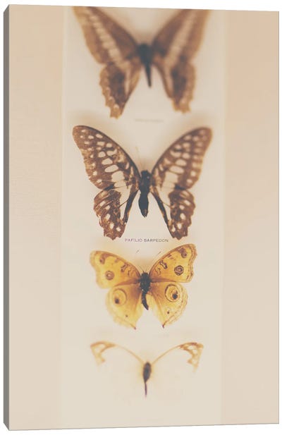 Change From Caterpillers To Butterflies Canvas Art Print - Laura Evans