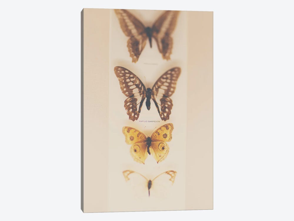 Change From Caterpillers To Butterflies by Laura Evans 1-piece Canvas Art