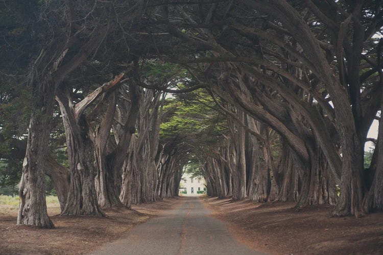 Cypress Tree Tunnel