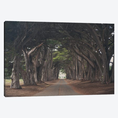 Cypress Tree Tunnel Canvas Print #LEV69} by Laura Evans Canvas Artwork