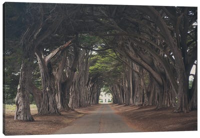 Cypress Tree Tunnel Canvas Art Print - Travel Journal