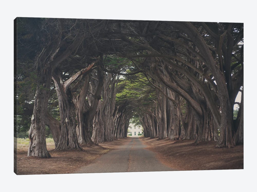 Cypress Tree Tunnel by Laura Evans 1-piece Canvas Art