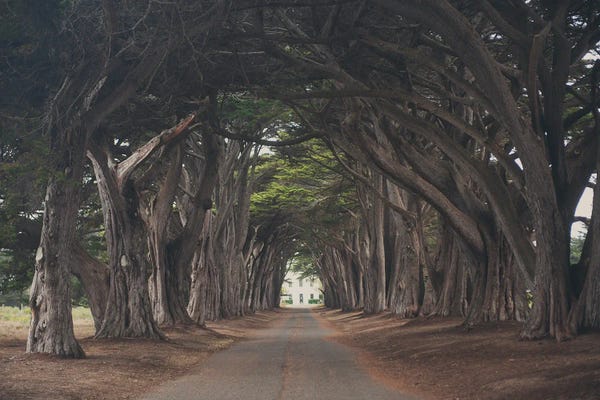 Cypress Trees: Cypress Tree Tunnel by Laura Evans