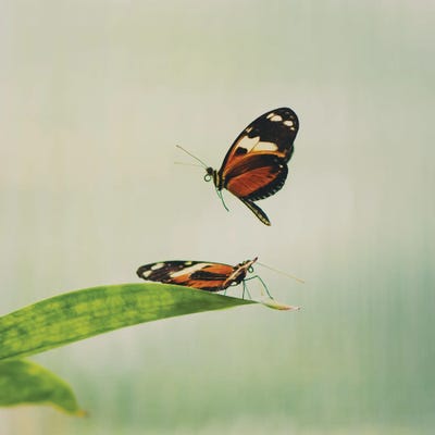 Fluttering Wings by Laura Evans canvas print