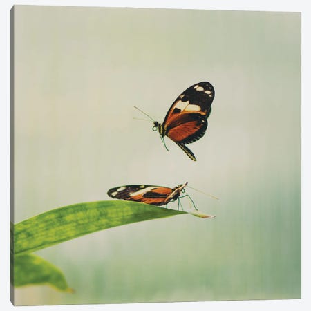 Fluttering Wings Canvas Print #LEV77} by Laura Evans Canvas Wall Art