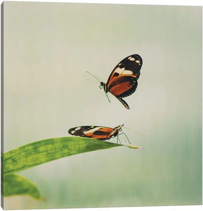 Fluttering Wings Canvas Art Print - Monarch Metamorphosis