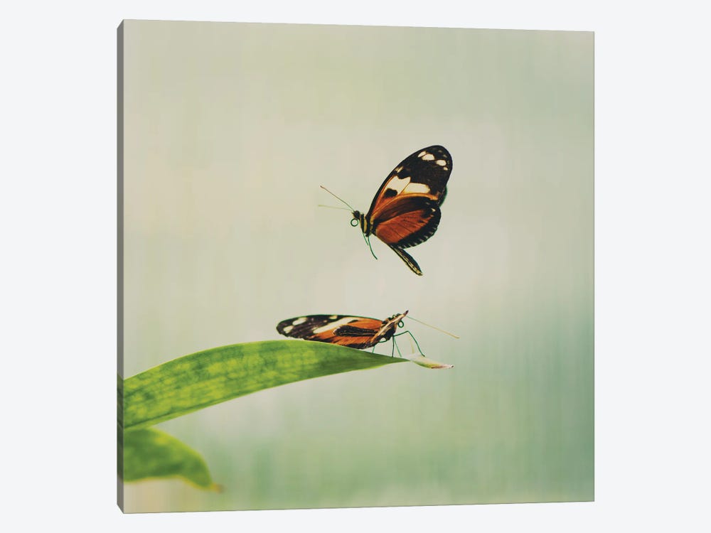 Fluttering Wings by Laura Evans 1-piece Art Print