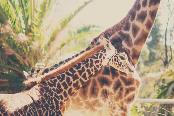 Vintage Styled Photography: Mama And Baby Giraffe by Laura Evans