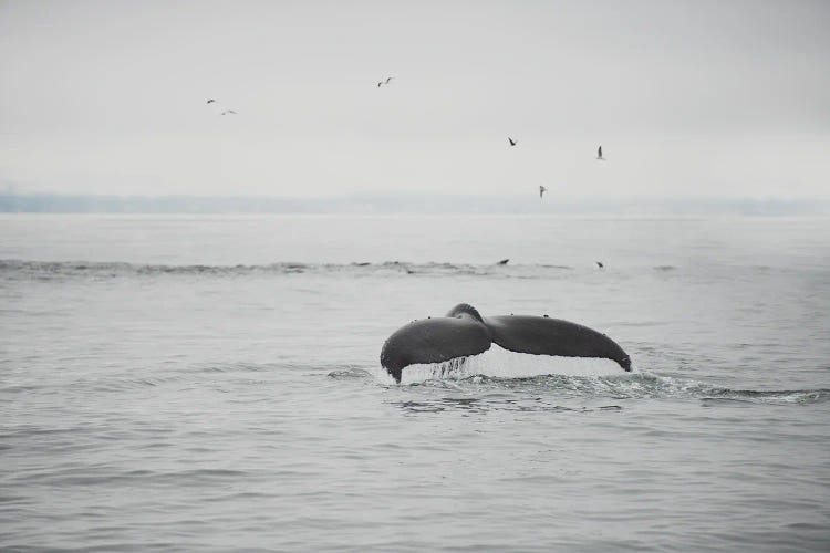 hump back whale I