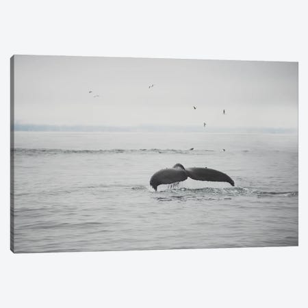 hump back whale I Canvas Print #LEV86} by Laura Evans Art Print