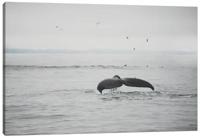 hump back whale I Canvas Art Print - Laura Evans
