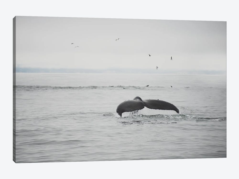 hump back whale I by Laura Evans 1-piece Canvas Art Print