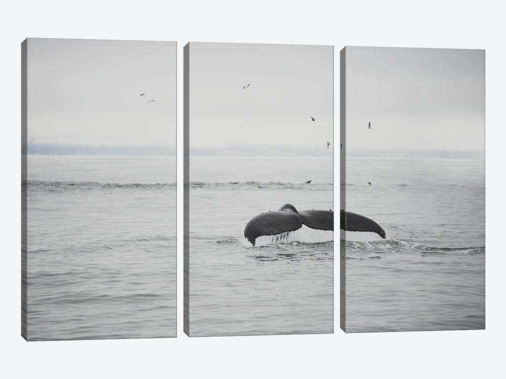 hump back whale I by Laura Evans 3-piece Art Print