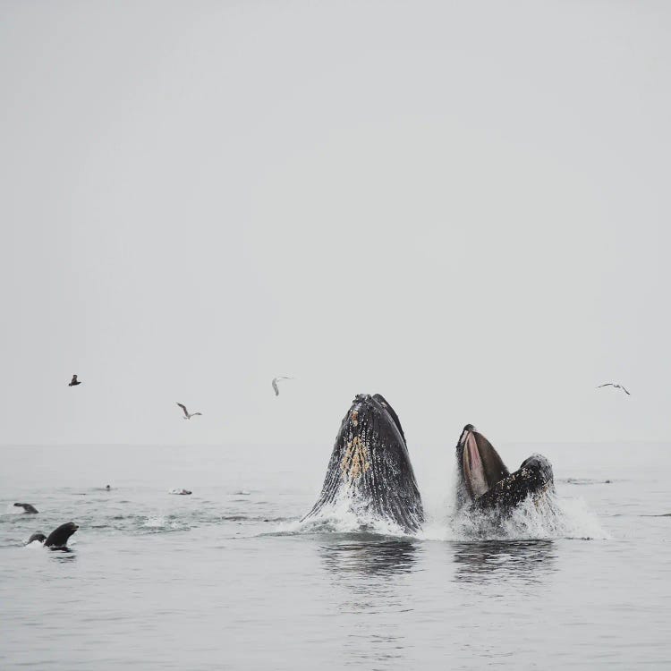 Humpback Whale II