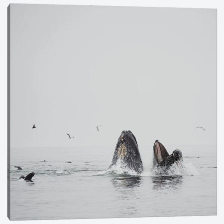 Humpback Whale II Canvas Print #LEV87} by Laura Evans Canvas Art Print