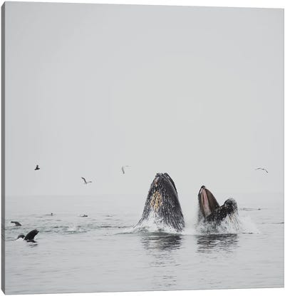 Humpback Whale II Canvas Art Print - Laura Evans