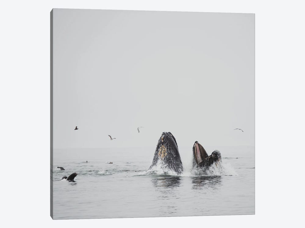 Humpback Whale II by Laura Evans 1-piece Canvas Wall Art