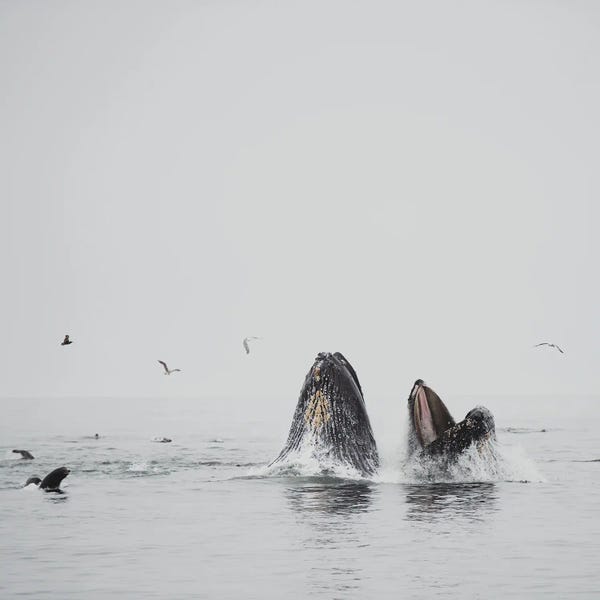 Humpback Whales: Humpback Whale II by Laura Evans