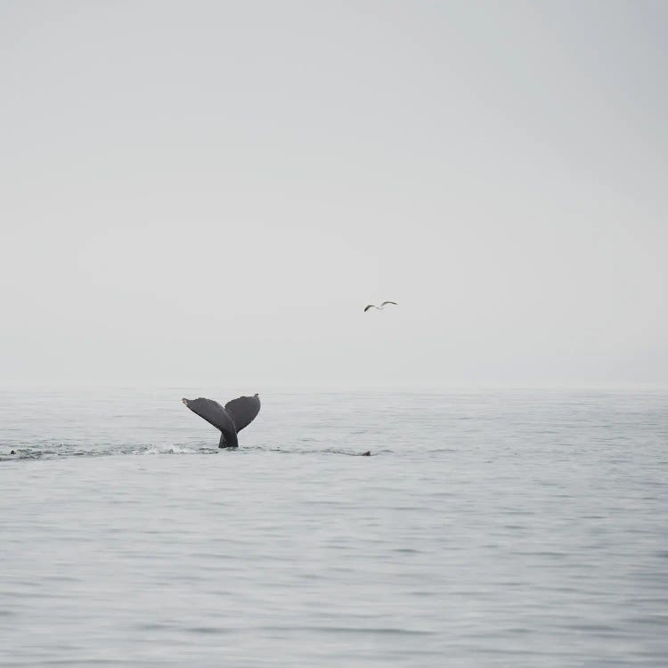 Humpback Whale III