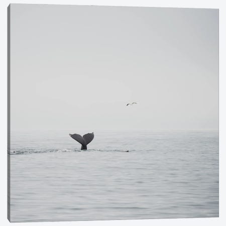 Humpback Whale III Canvas Print #LEV88} by Laura Evans Canvas Wall Art