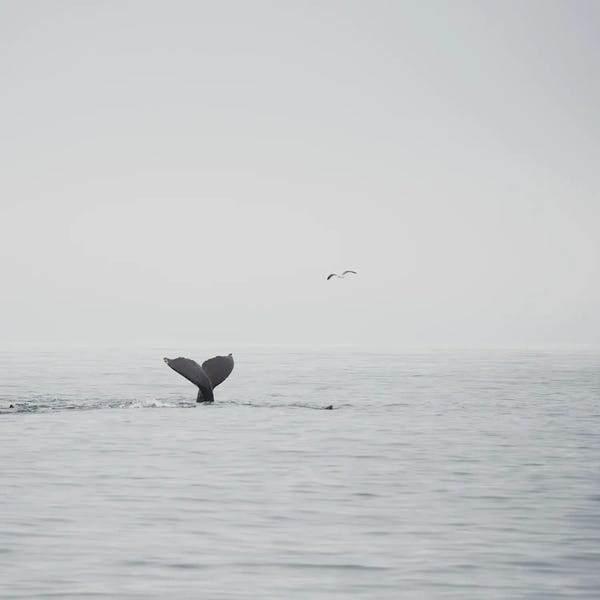 Less Is More: Humpback Whale III by Laura Evans