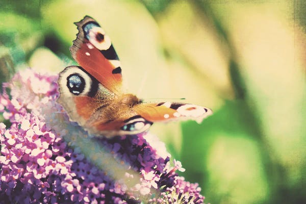 Moths: I Only Ask To Be Free by Laura Evans