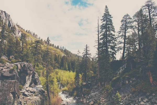 Travel Journal: In The Wild by Laura Evans